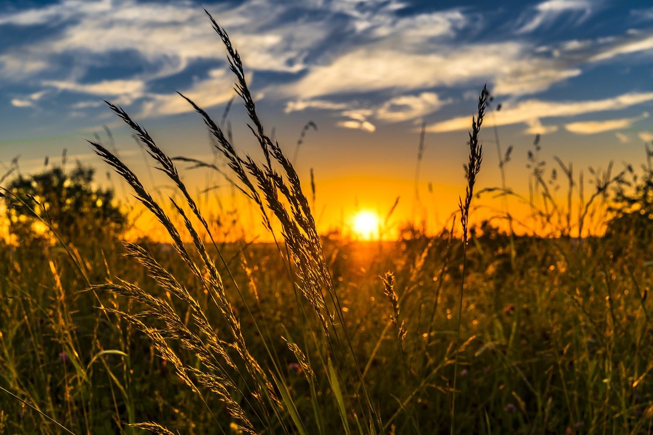 Leia mais sobre o artigo SLCE3. A MELHOR AGRO DA BOLSA?